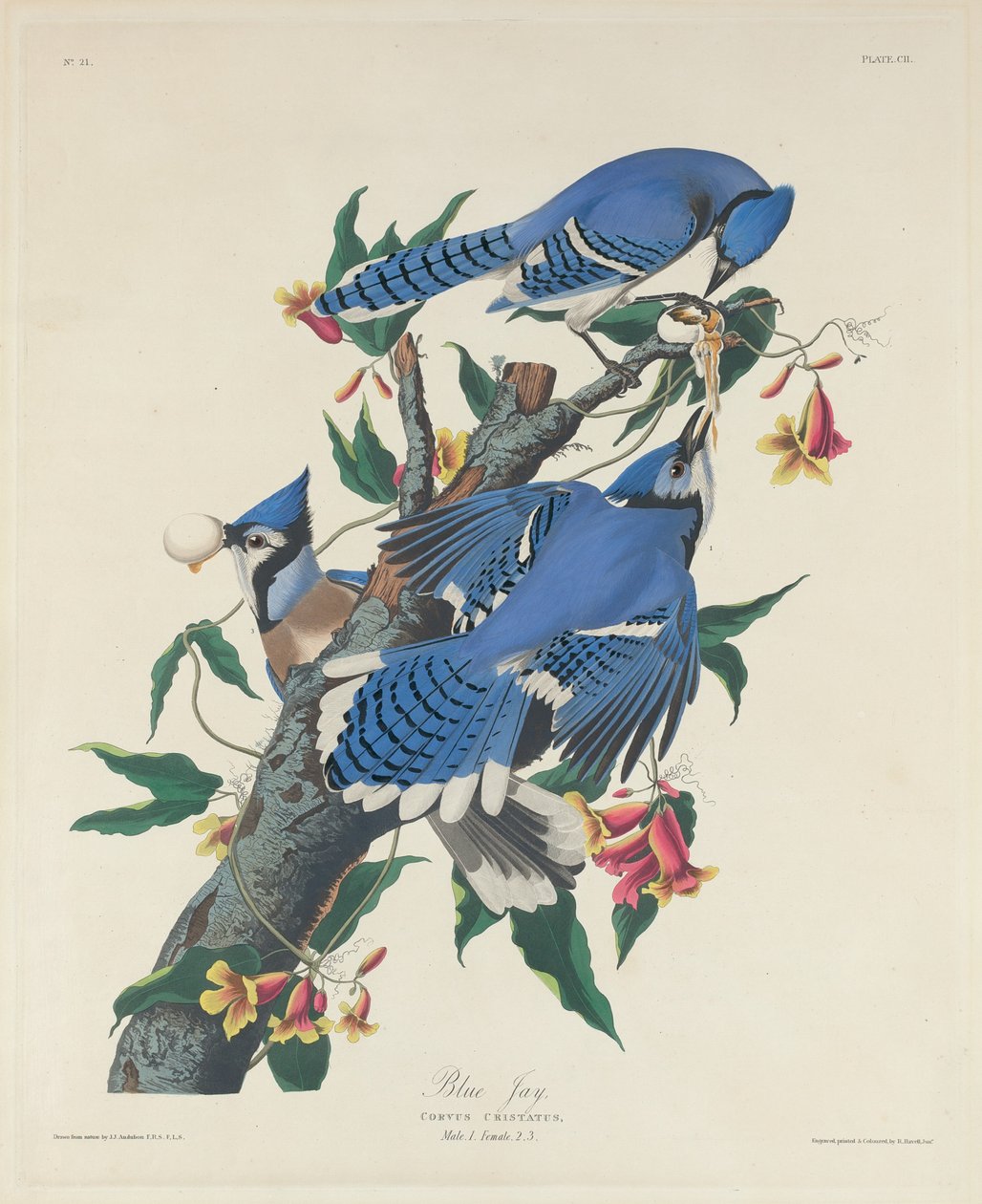 Modrosójka Błękitna autorstwa Robert Havell after John James Audubon