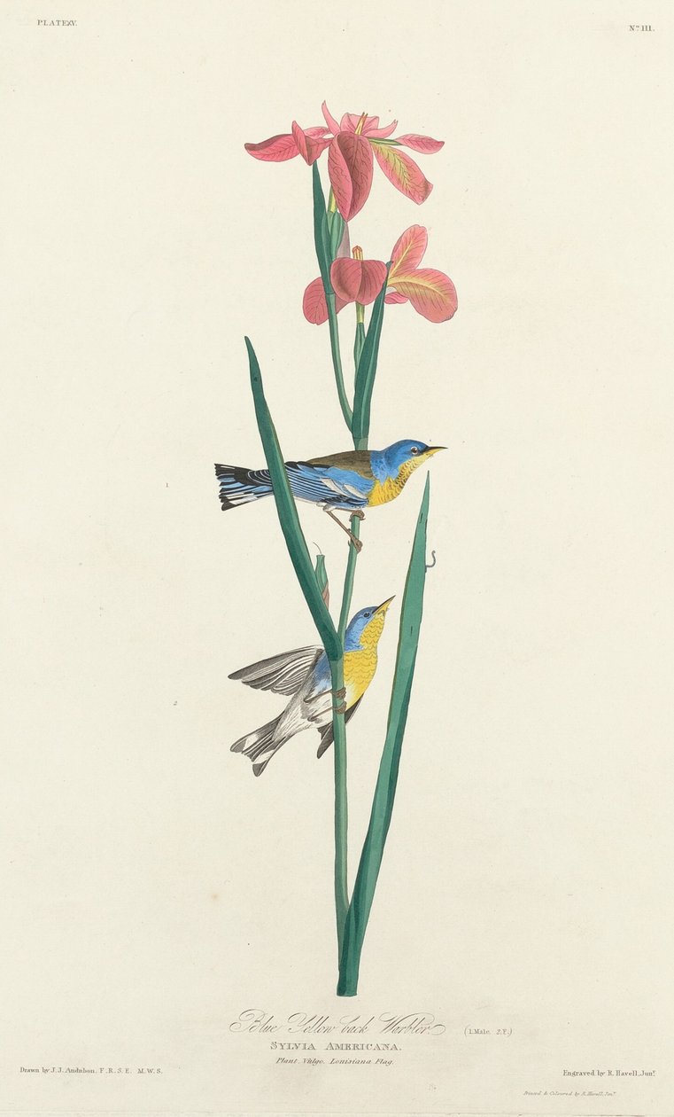 Pokrzewka niebieska żółtogrzbieta autorstwa Robert Havell after John James Audubon