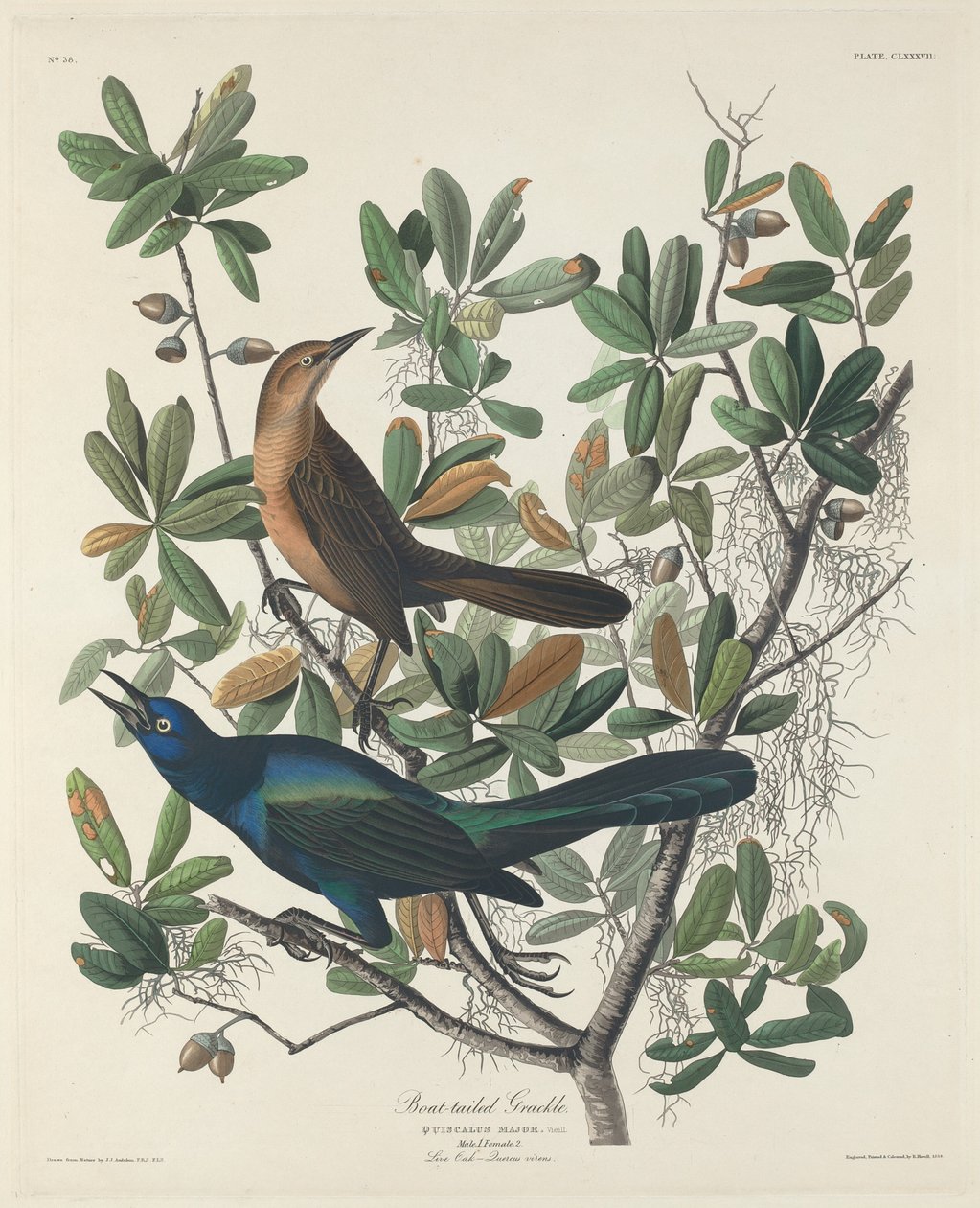 Grackle z ogonem łodzi autorstwa Robert Havell after John James Audubon