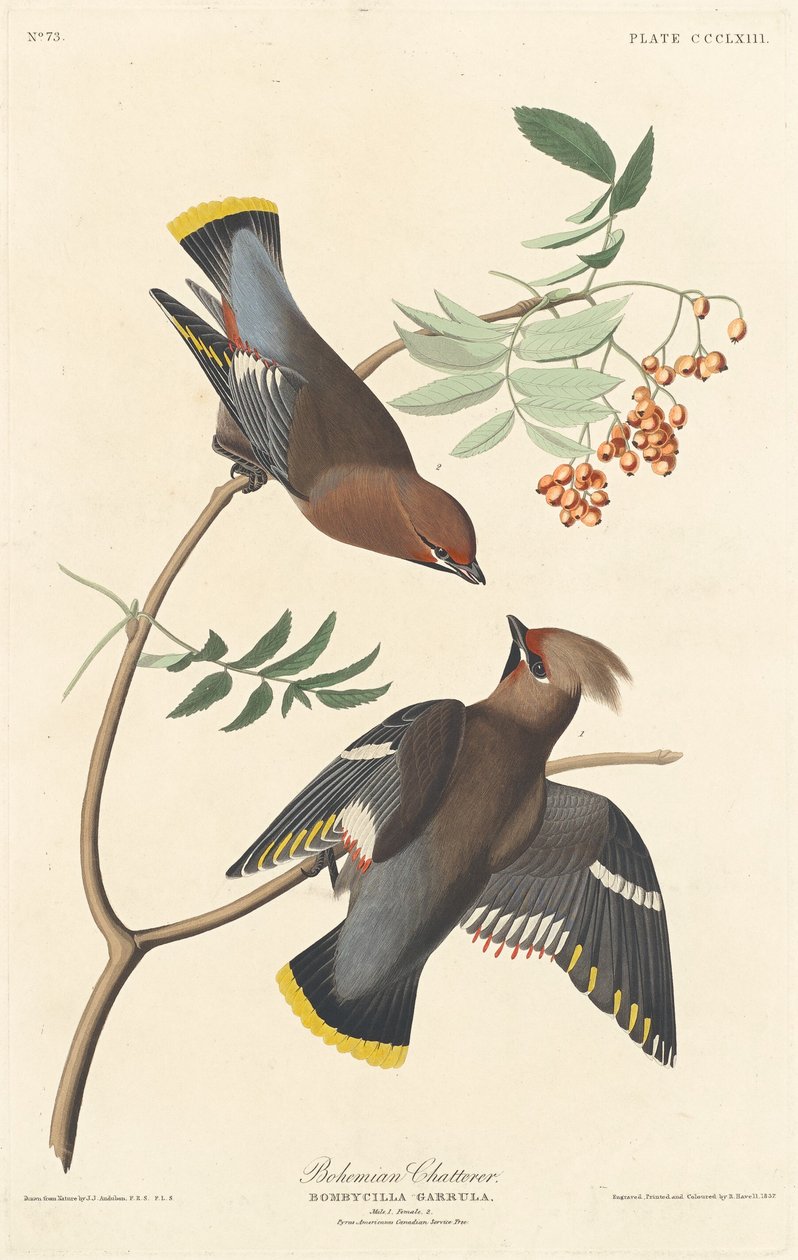 Czeski gaduła autorstwa Robert Havell after John James Audubon