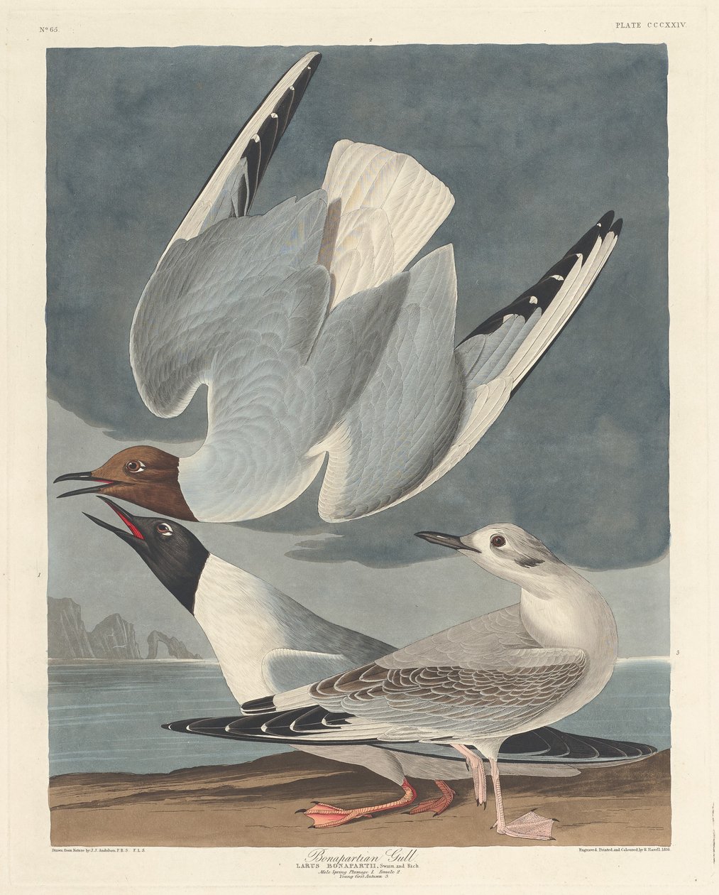 Mewa Bonapartiańska autorstwa Robert Havell after John James Audubon