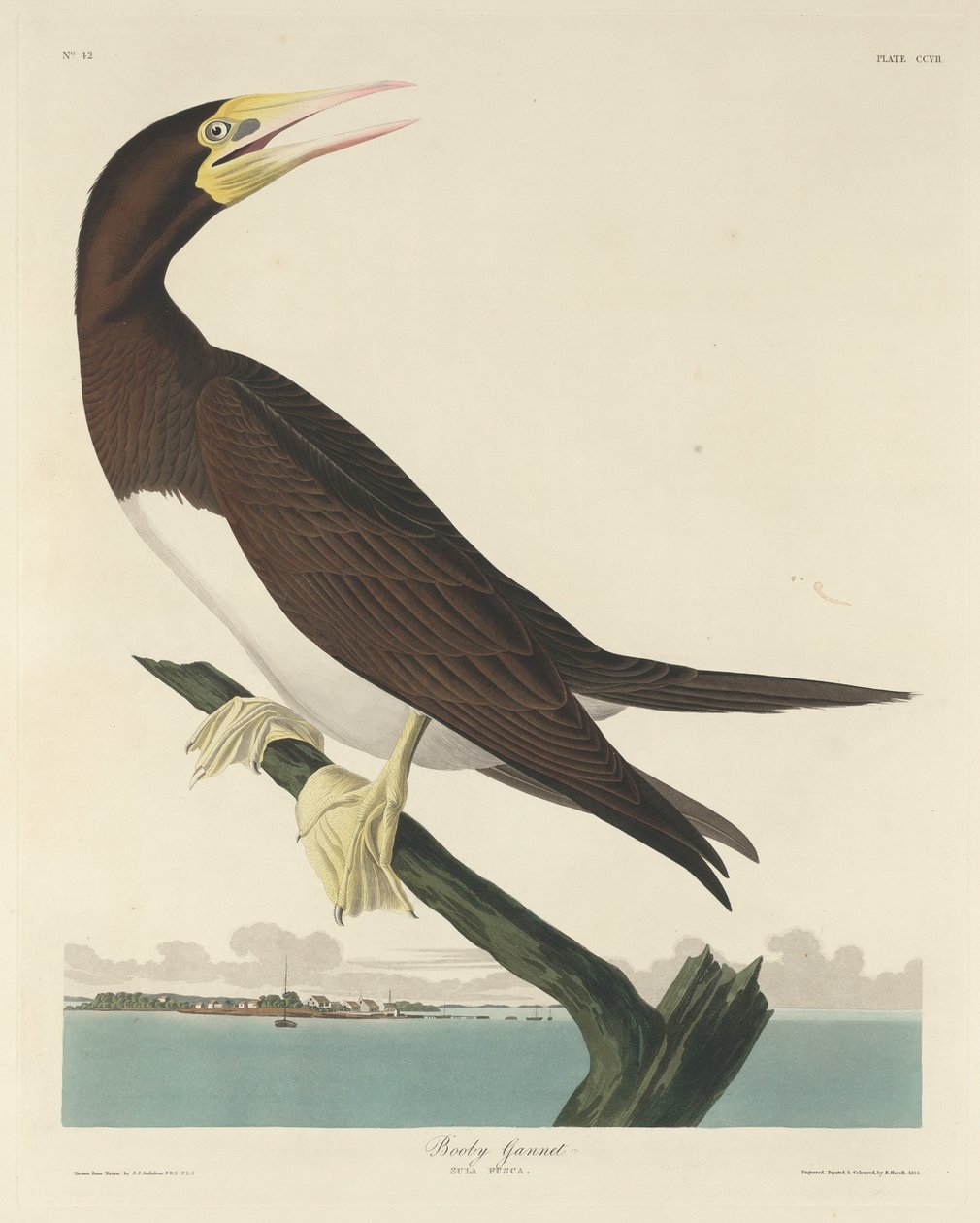 Bobby Gannett autorstwa Robert Havell after John James Audubon