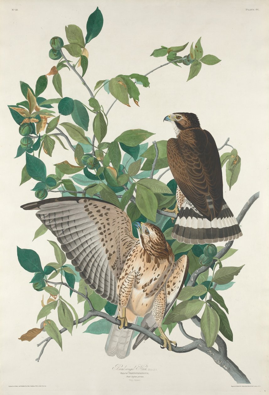 Szerokoskrzydły Jastrząb autorstwa Robert Havell after John James Audubon