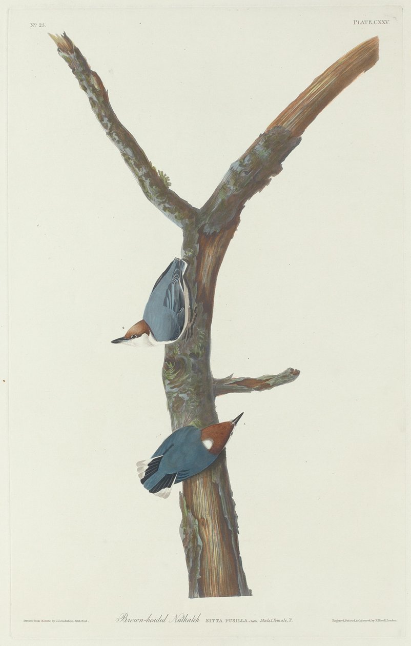 Brązowogłowy Kowalik autorstwa Robert Havell after John James Audubon