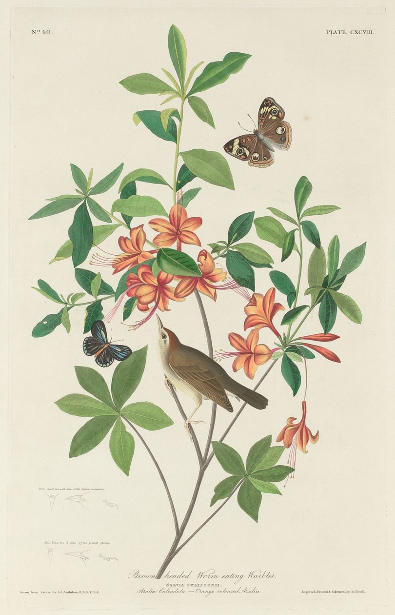 Brązowogłowy robakożerniak autorstwa Robert Havell after John James Audubon