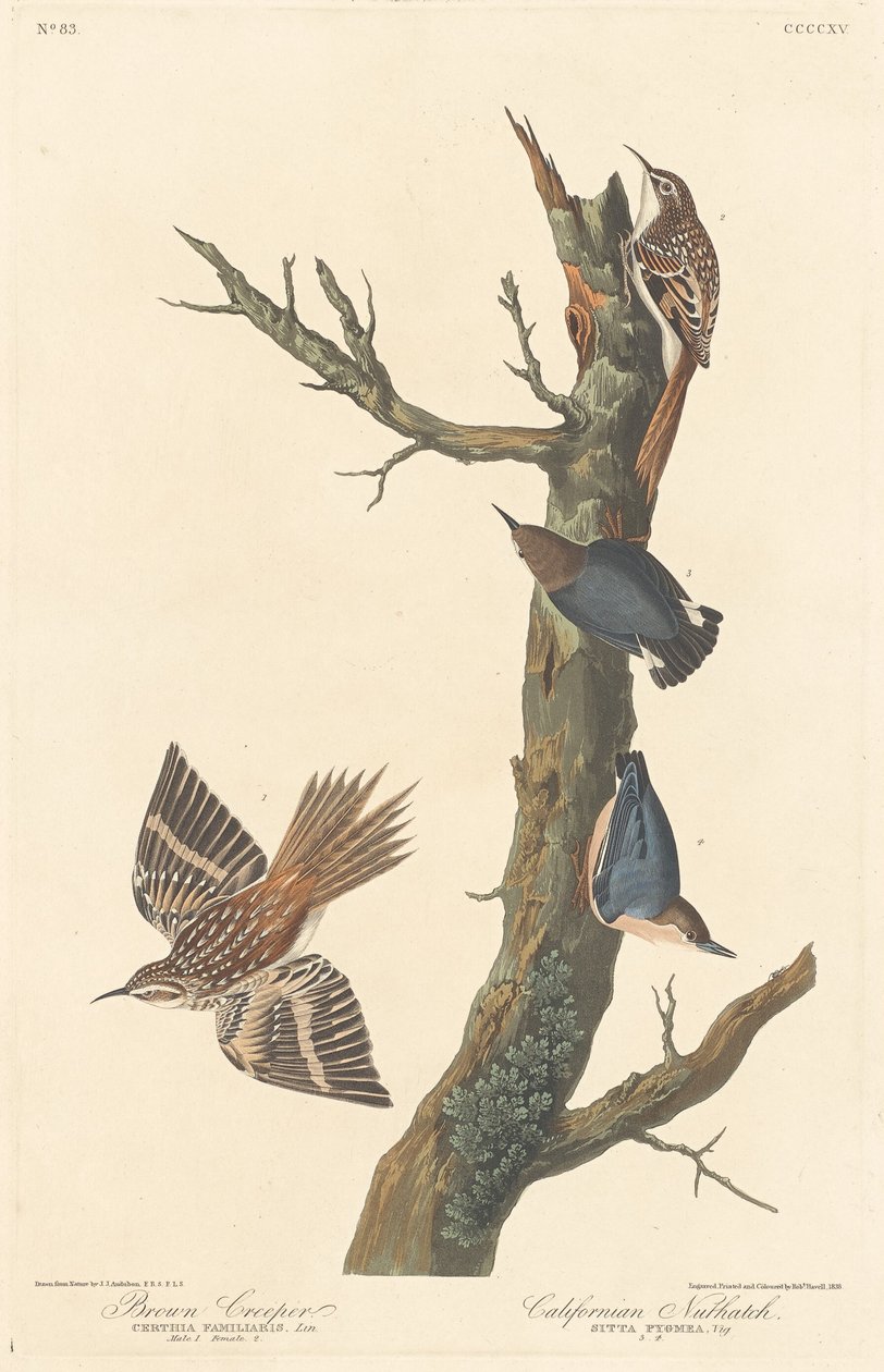 Brązowe pnącze i kowalik kalifornijski autorstwa Robert Havell after John James Audubon