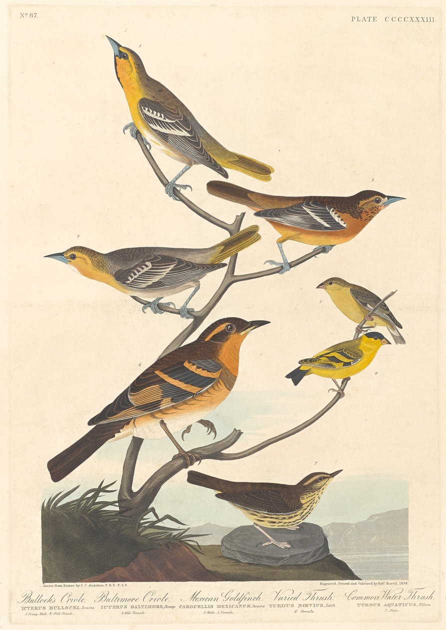Wilga Bullocka, Wilga Baltimore, Szczygieł meksykański i Pleśniawka różnorodna autorstwa Robert Havell after John James Audubon