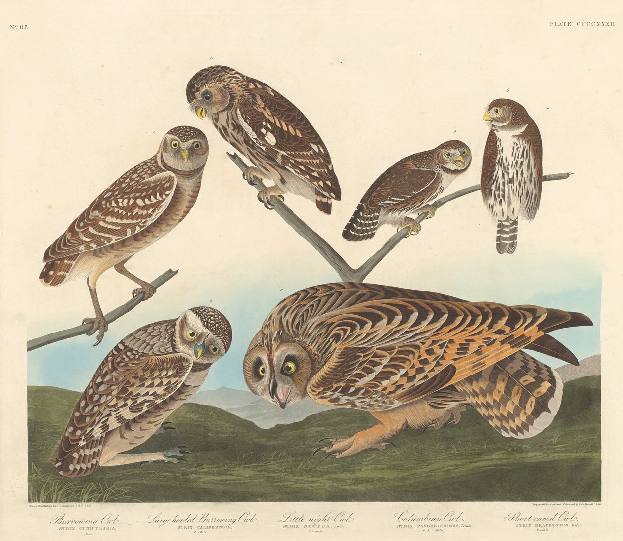 Pójdźka ziemna, Pójdźka wielkogłowa i Pójdźka nocna autorstwa Robert Havell after John James Audubon