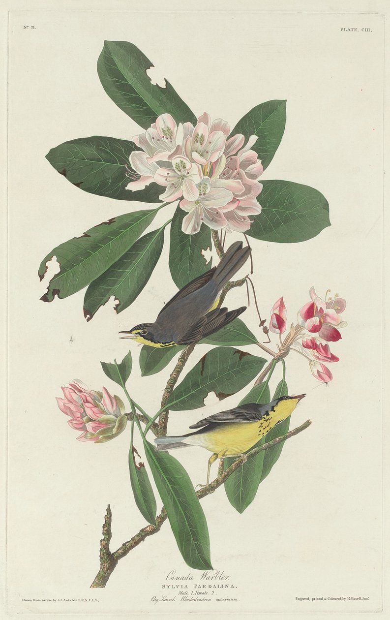 Lasówka kanadyjska autorstwa Robert Havell after John James Audubon