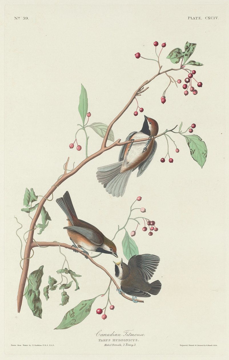 Sikorki kanadyjskie autorstwa Robert Havell after John James Audubon