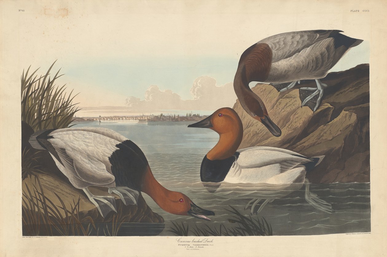 Kaczka pokryta płótnem autorstwa Robert Havell after John James Audubon
