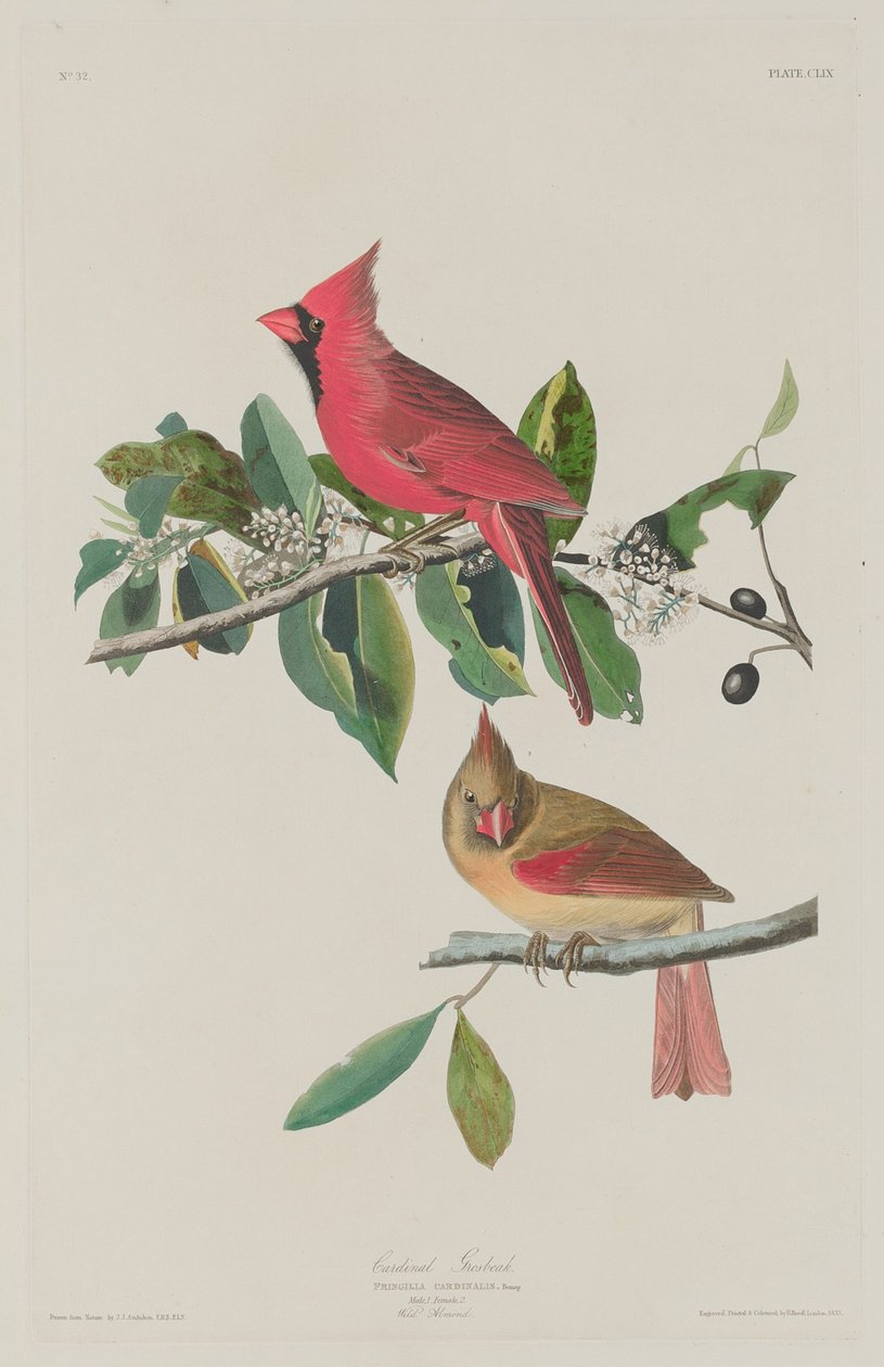 Kardynał Grosbeak autorstwa Robert Havell after John James Audubon