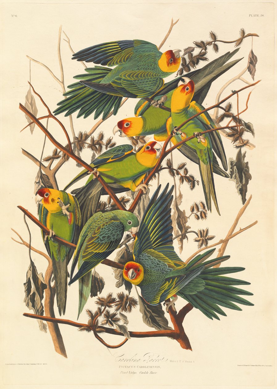 Karolina Papuga autorstwa Robert Havell after John James Audubon