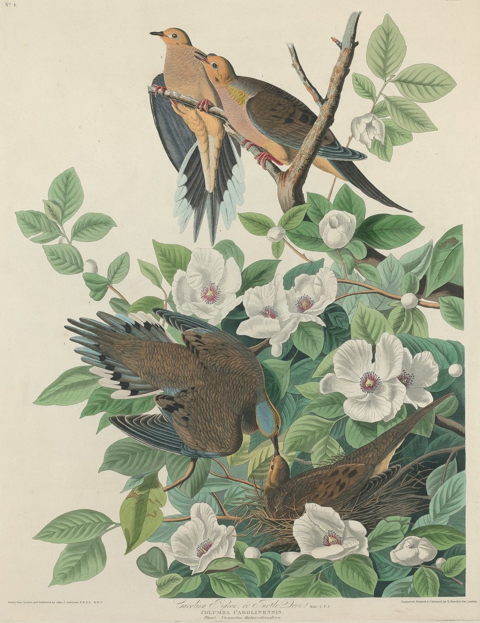 Carolina Pigeon lub Turtle Dove autorstwa Robert Havell after John James Audubon