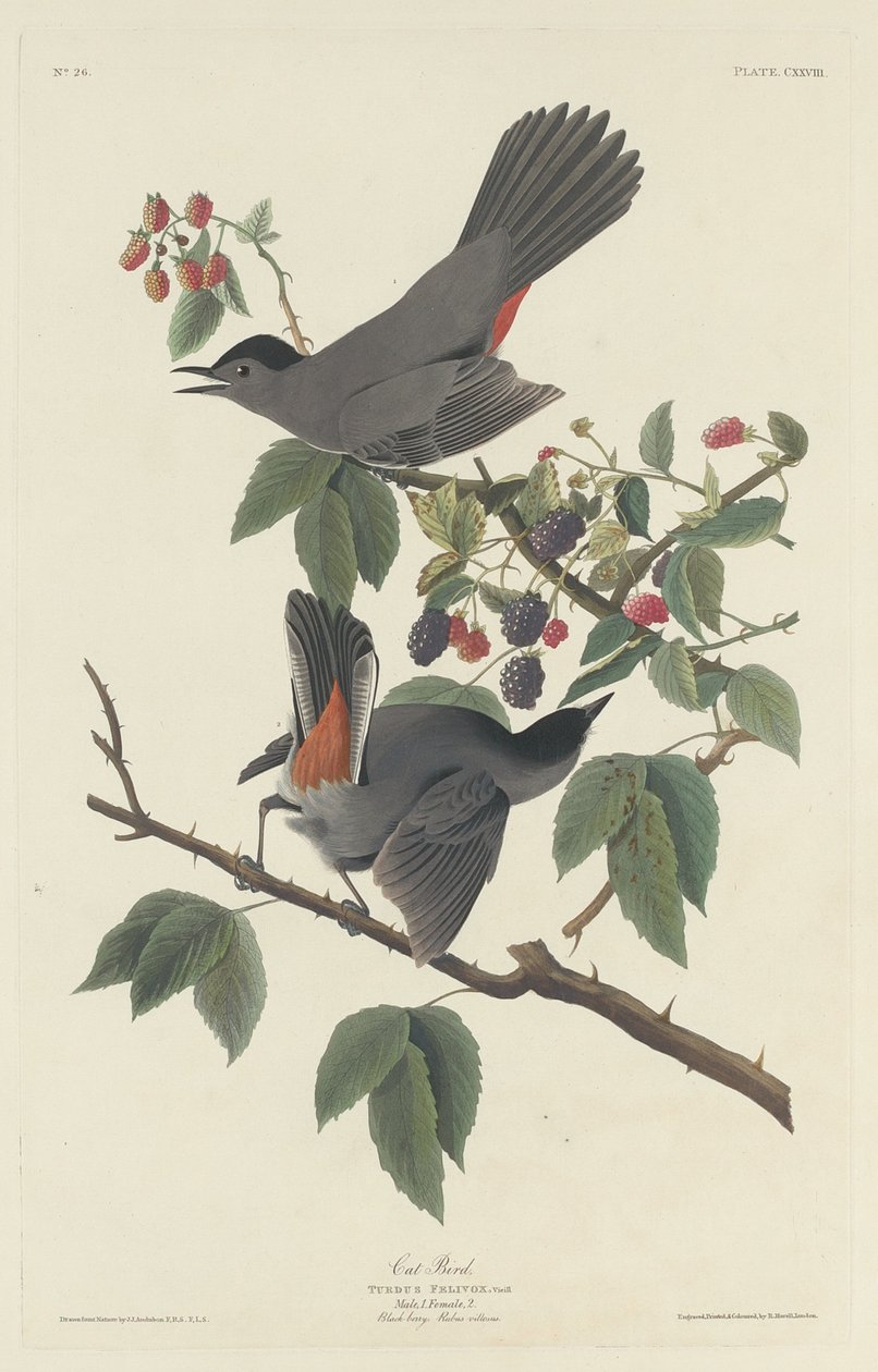 Kot Ptak autorstwa Robert Havell after John James Audubon