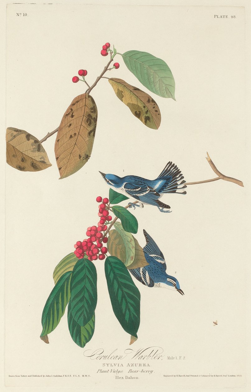 Pokrzewka autorstwa Robert Havell after John James Audubon