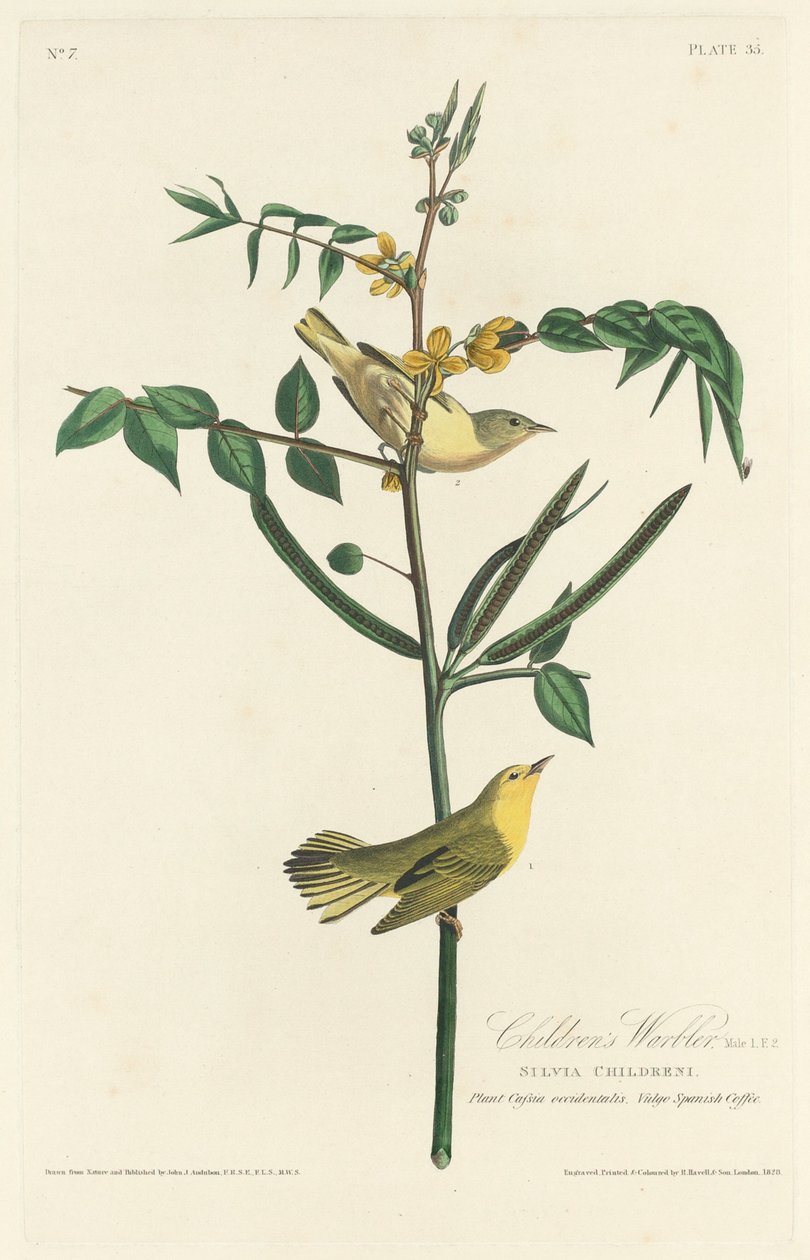 wodniczka dla dzieci autorstwa Robert Havell after John James Audubon