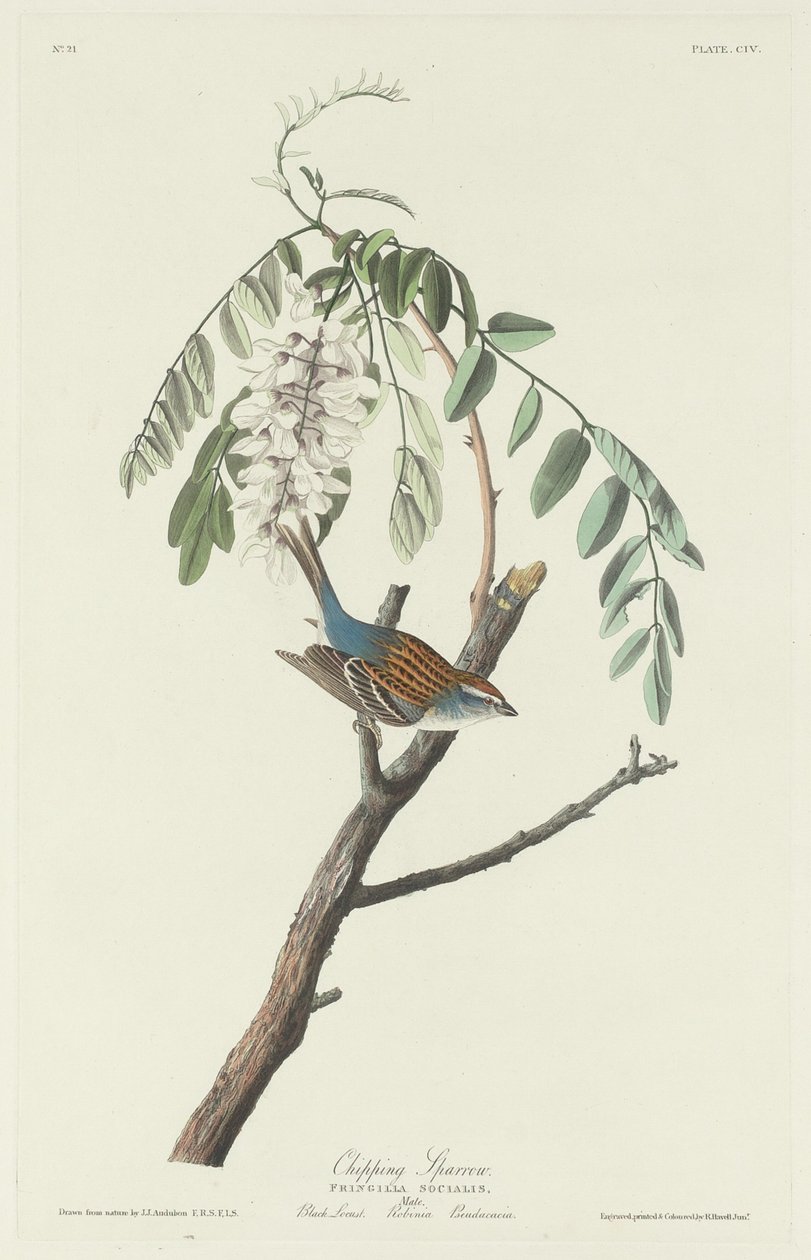 Wróbel autorstwa Robert Havell after John James Audubon