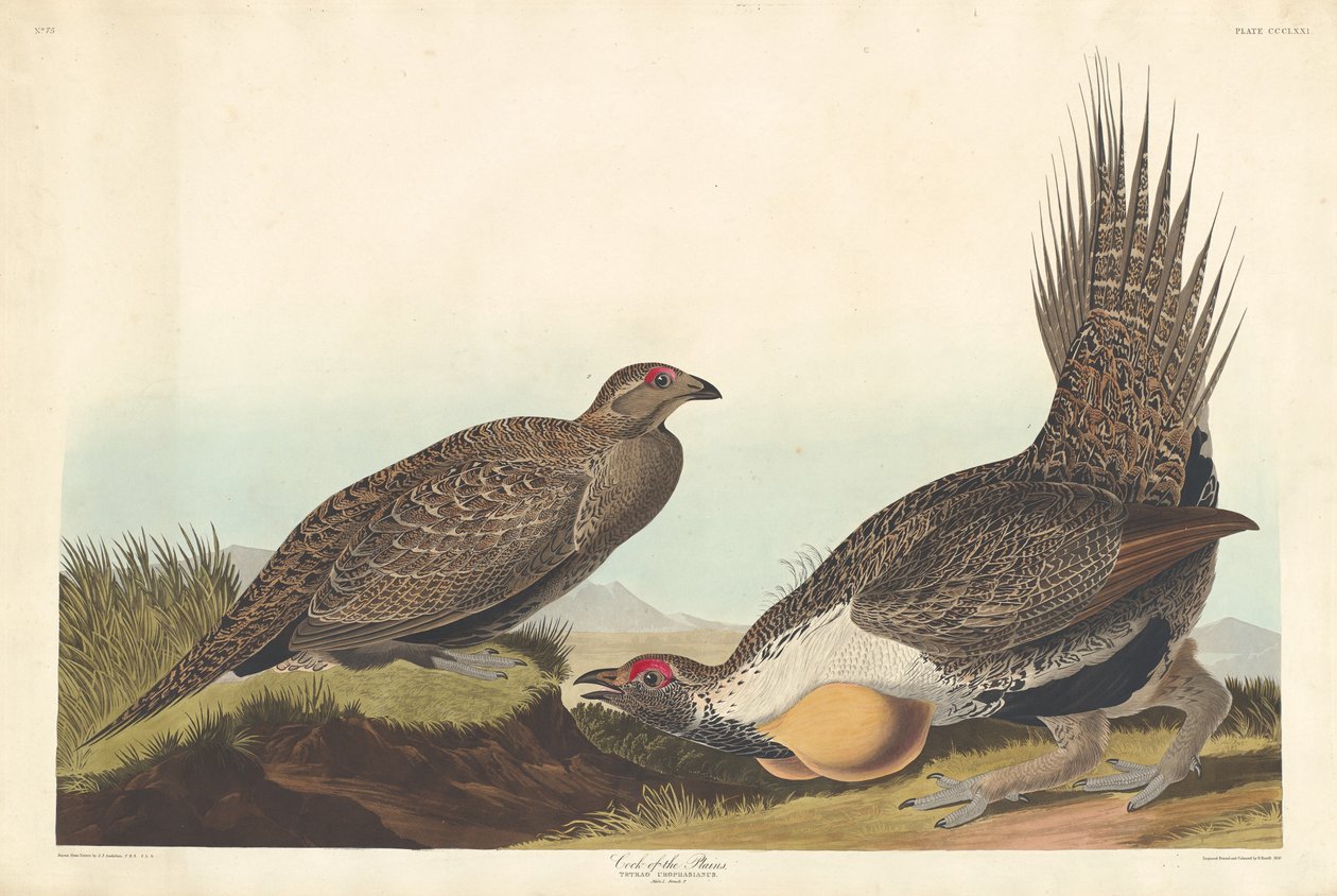Kogut z równin autorstwa Robert Havell after John James Audubon