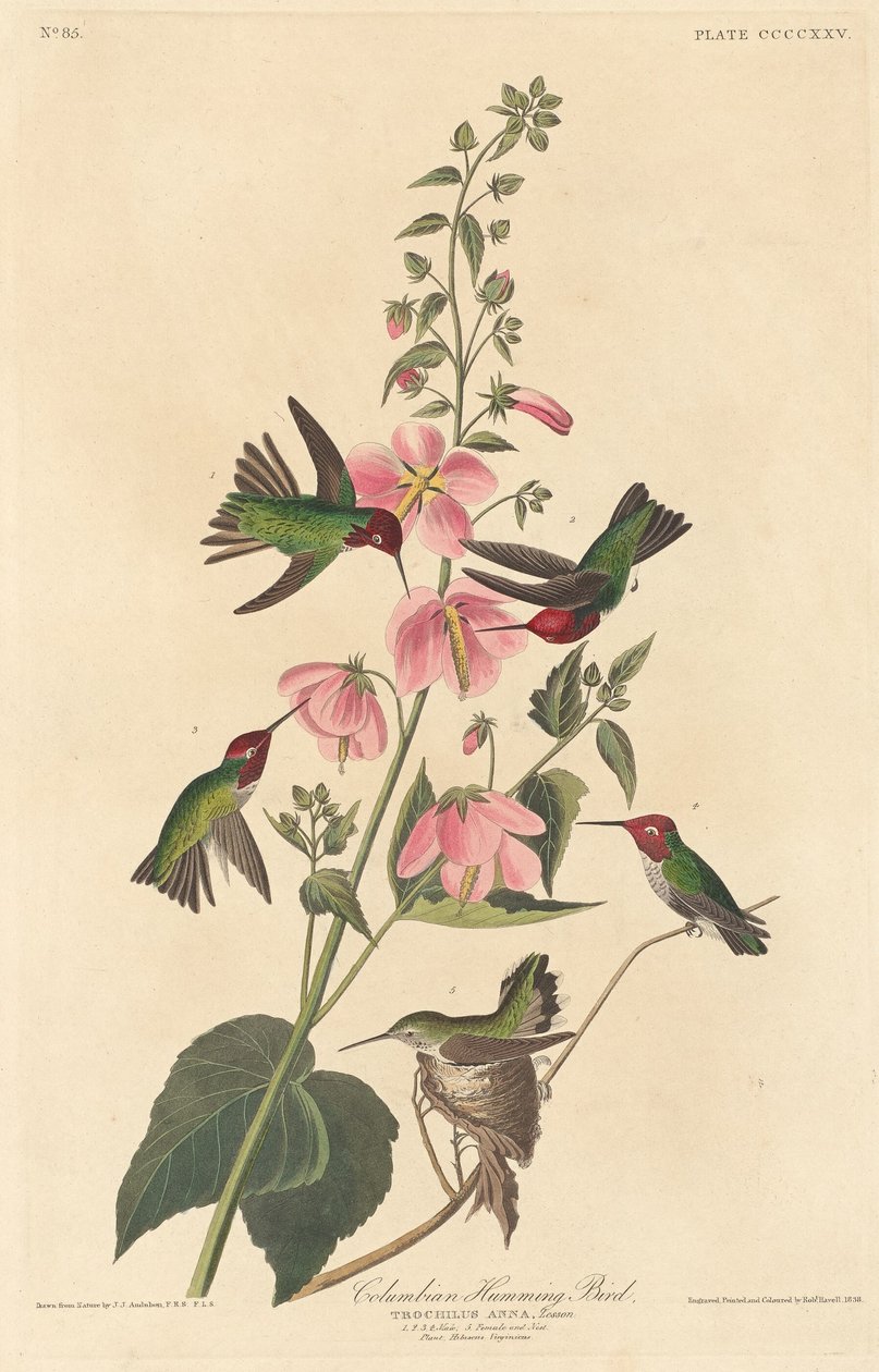 kolumbijski koliber autorstwa Robert Havell after John James Audubon