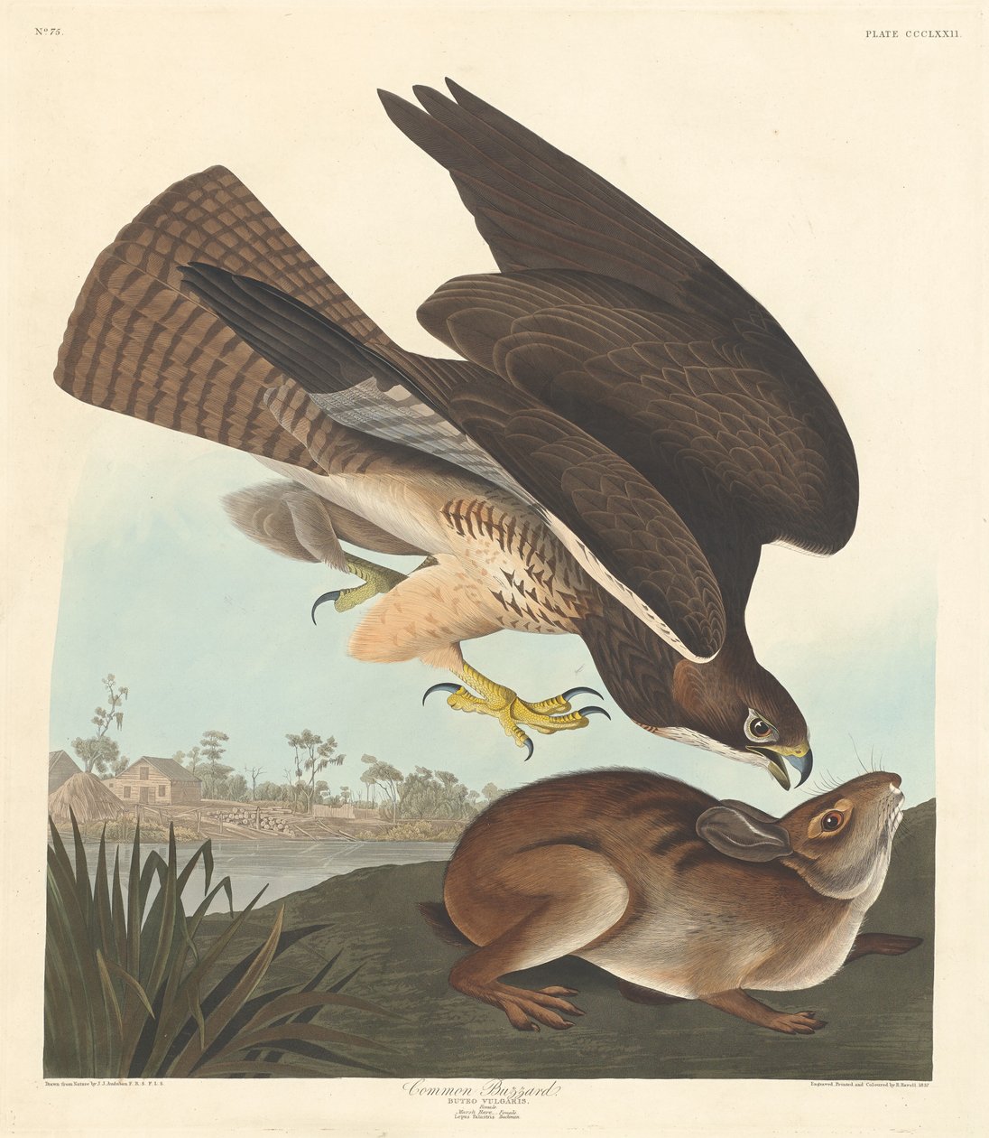 Myszołów zwyczajny autorstwa Robert Havell after John James Audubon