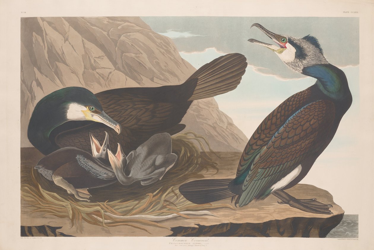 Kormoran zwyczajny autorstwa Robert Havell after John James Audubon