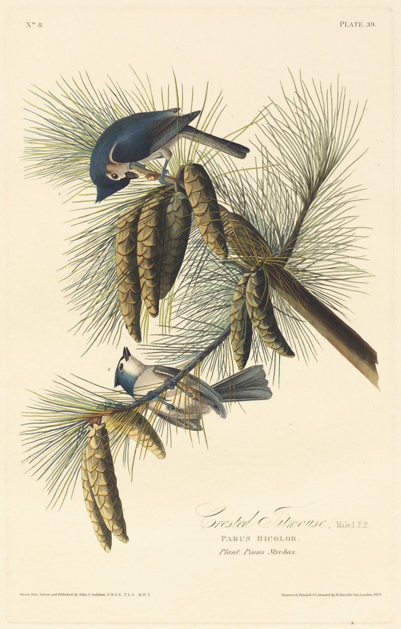 czubaty sikorki autorstwa Robert Havell after John James Audubon
