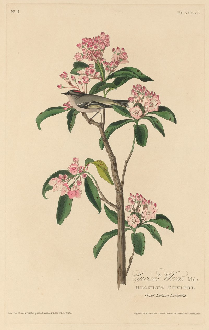 Strzyżyk Cuviera autorstwa Robert Havell after John James Audubon