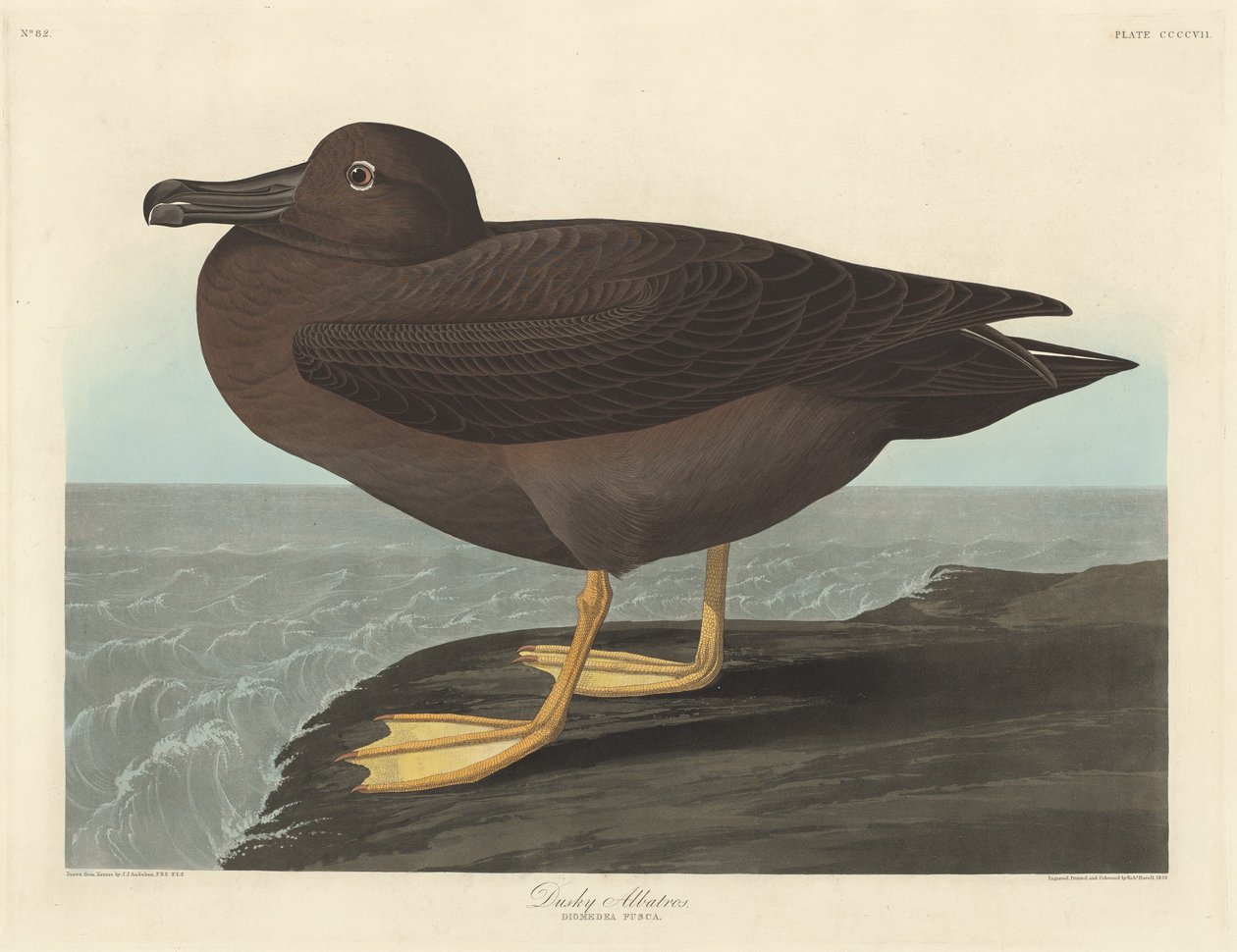 Ciemny albatros autorstwa Robert Havell after John James Audubon
