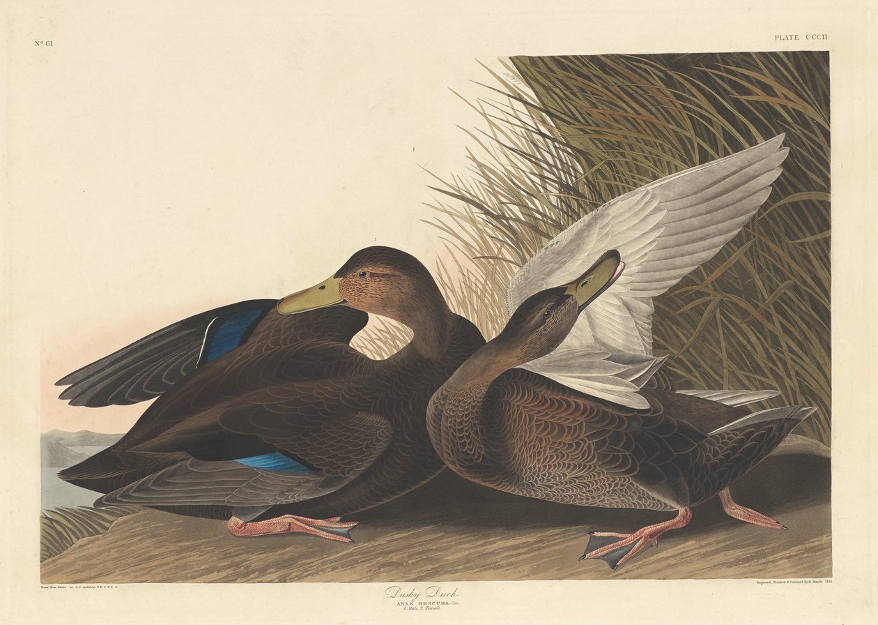 Mroczna Kaczka autorstwa Robert Havell after John James Audubon