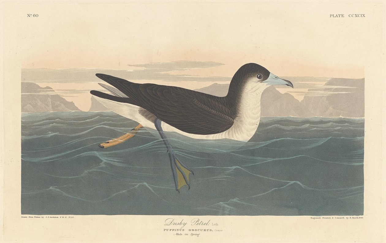 Zmierzch Petrel autorstwa Robert Havell after John James Audubon