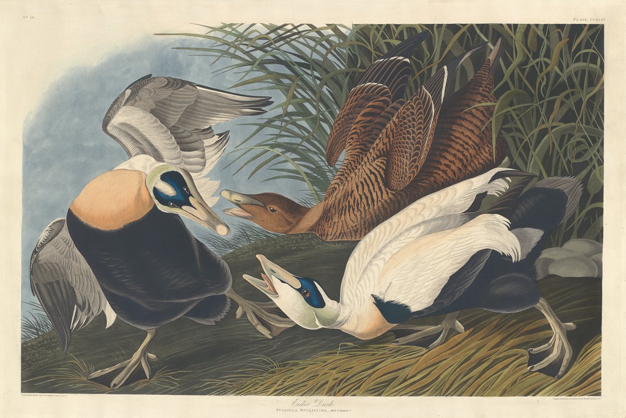 Kaczka edredonowa autorstwa Robert Havell after John James Audubon