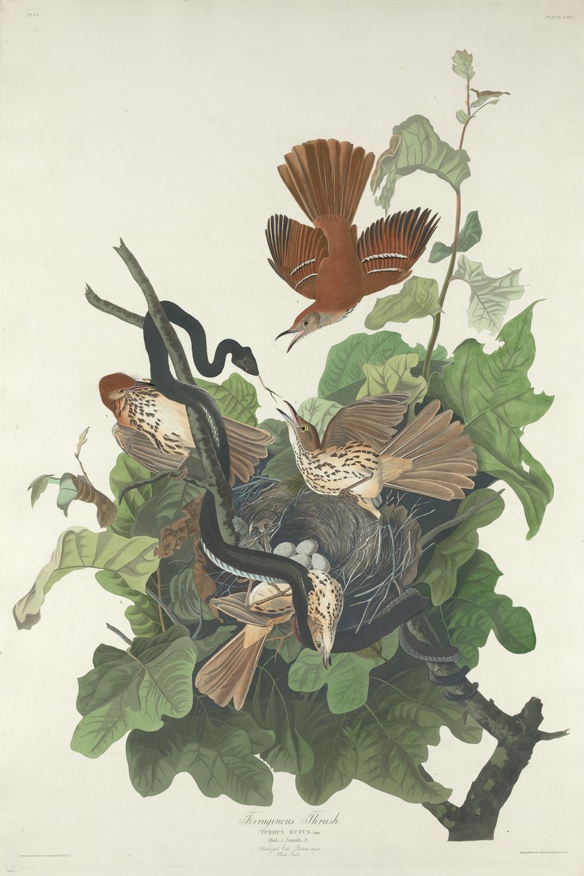 żelazisty drozd autorstwa Robert Havell after John James Audubon