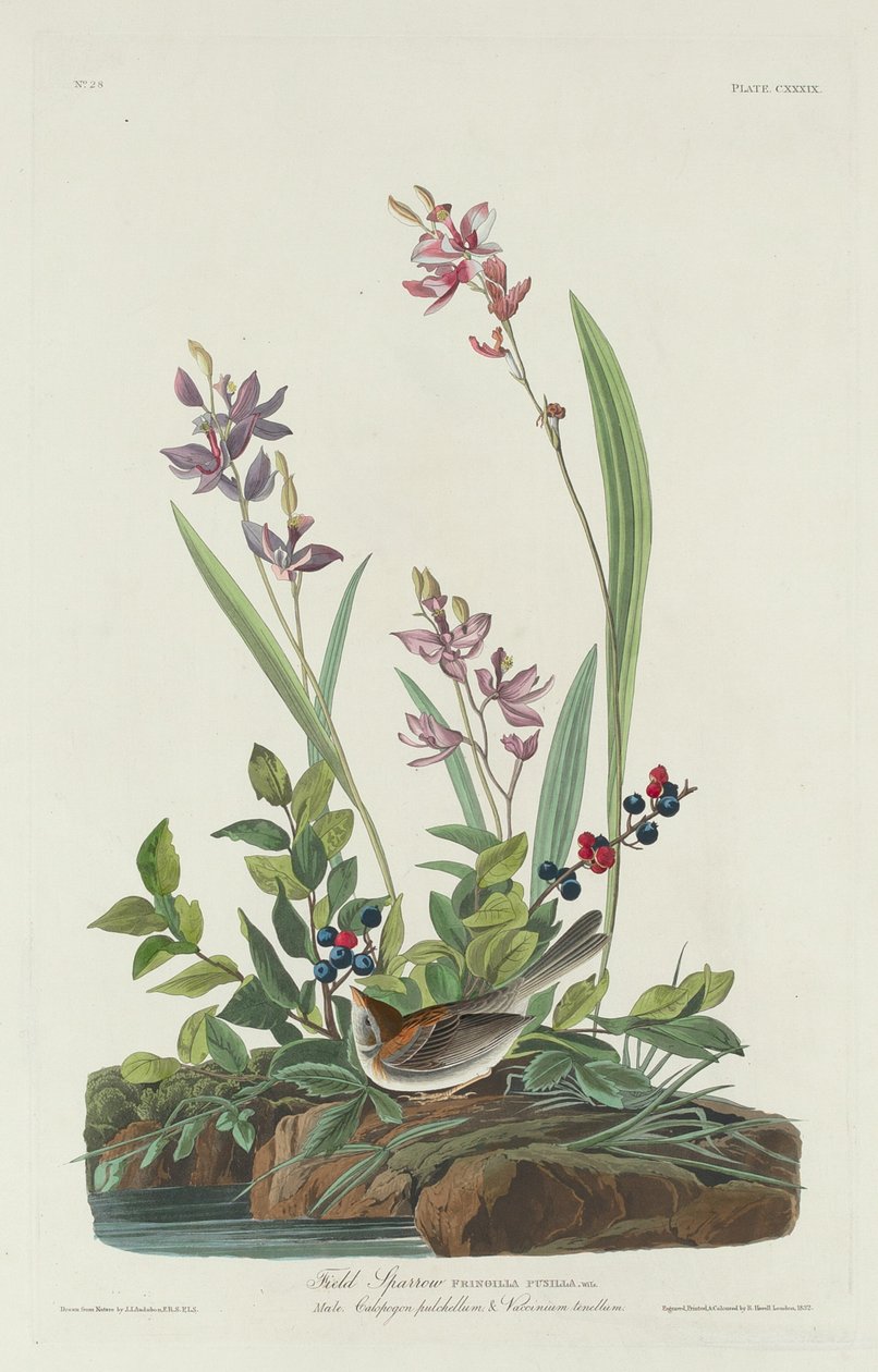Wróbel polny autorstwa Robert Havell after John James Audubon