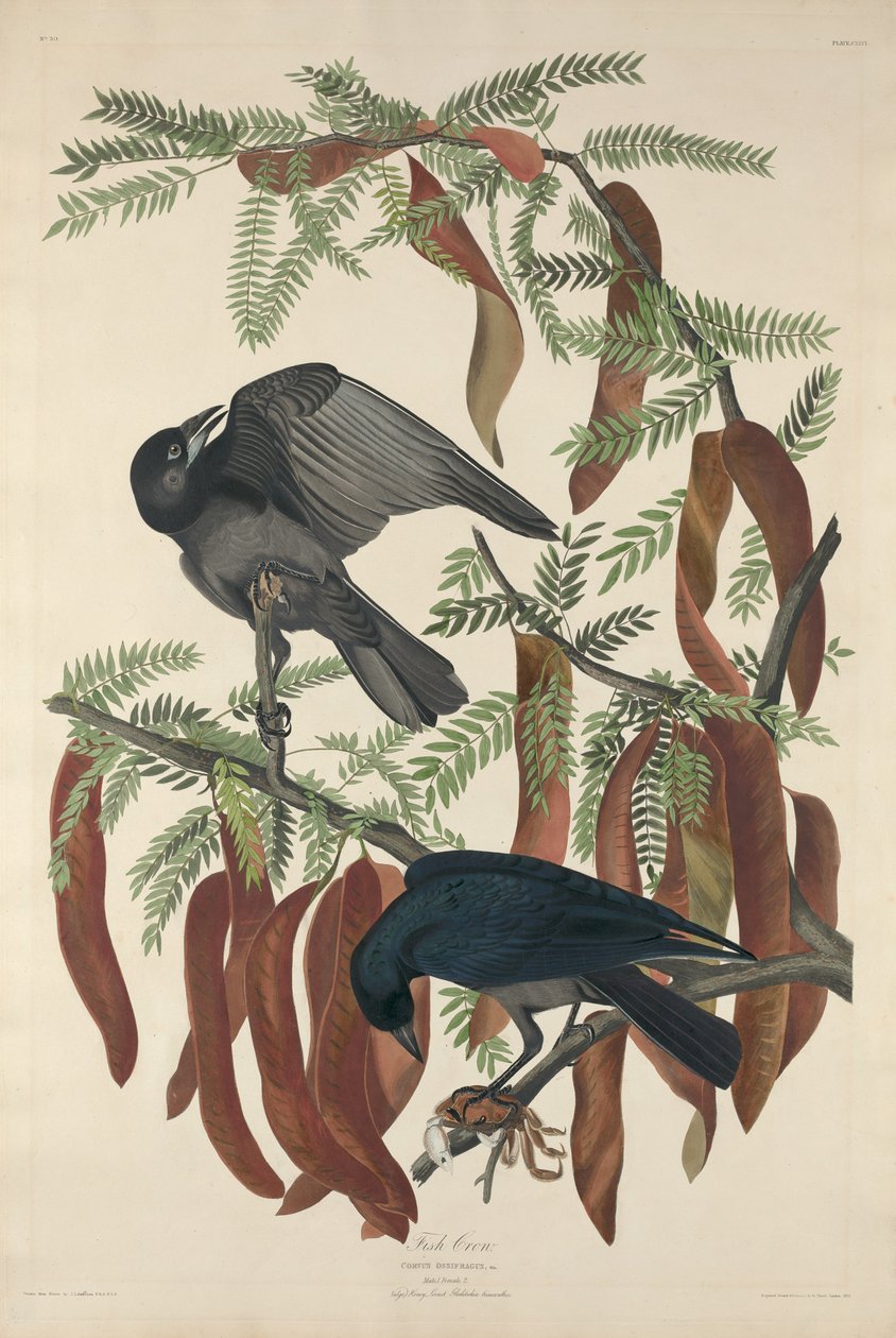 Ryba Wrona autorstwa Robert Havell after John James Audubon