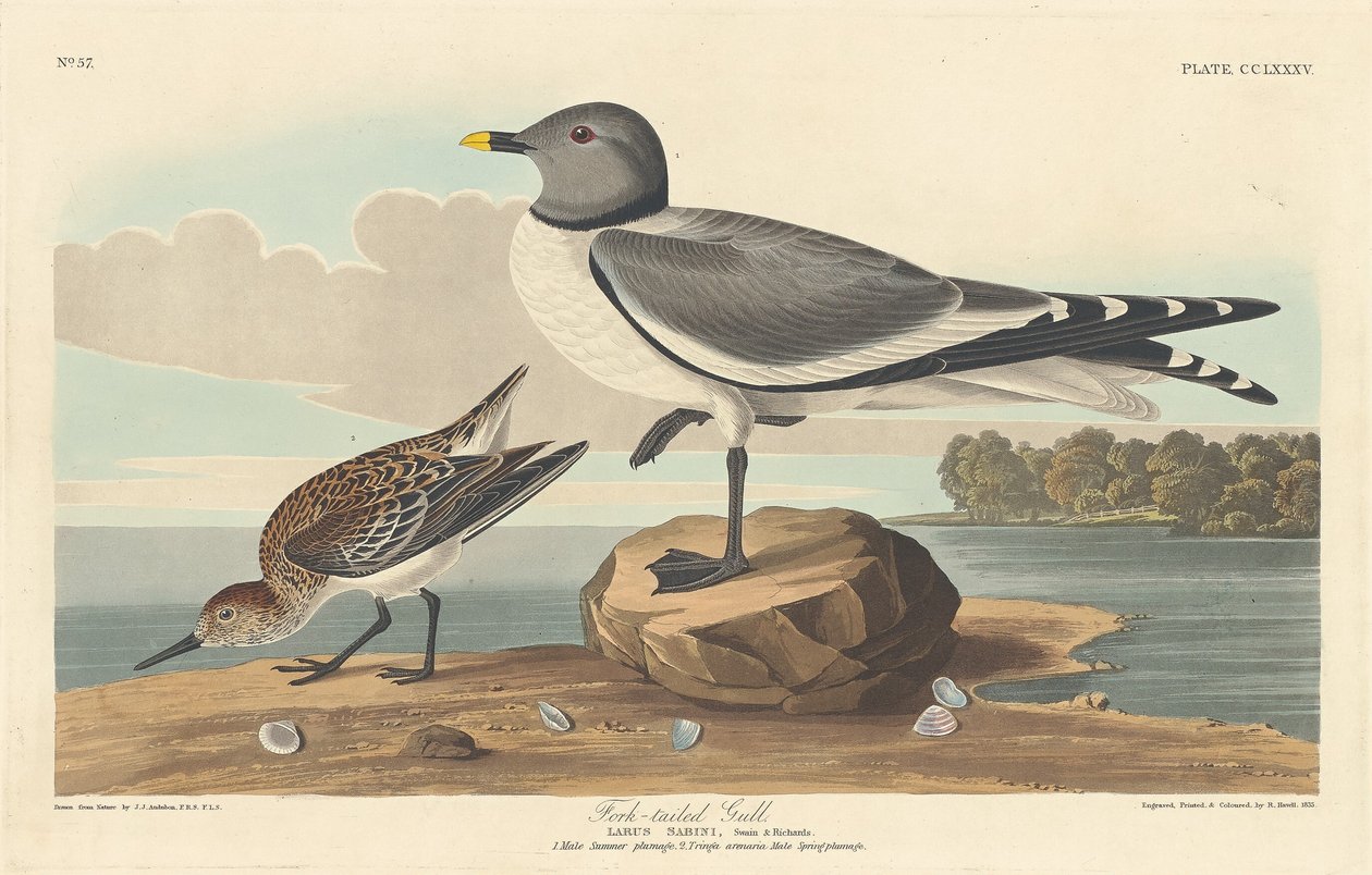 Mewa widłoogoniasta autorstwa Robert Havell after John James Audubon