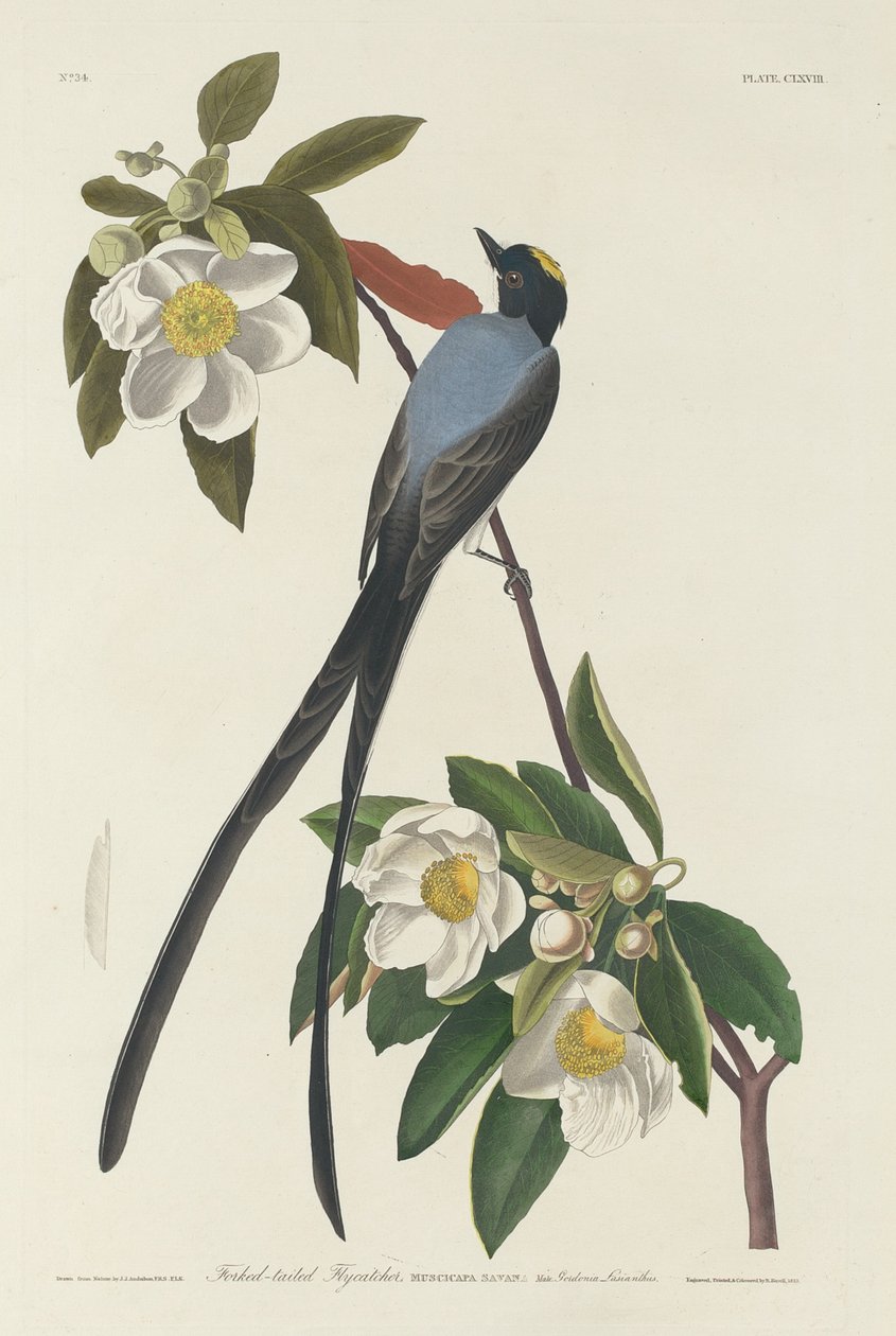 Muchołówka z rozwidlonym ogonem autorstwa Robert Havell after John James Audubon