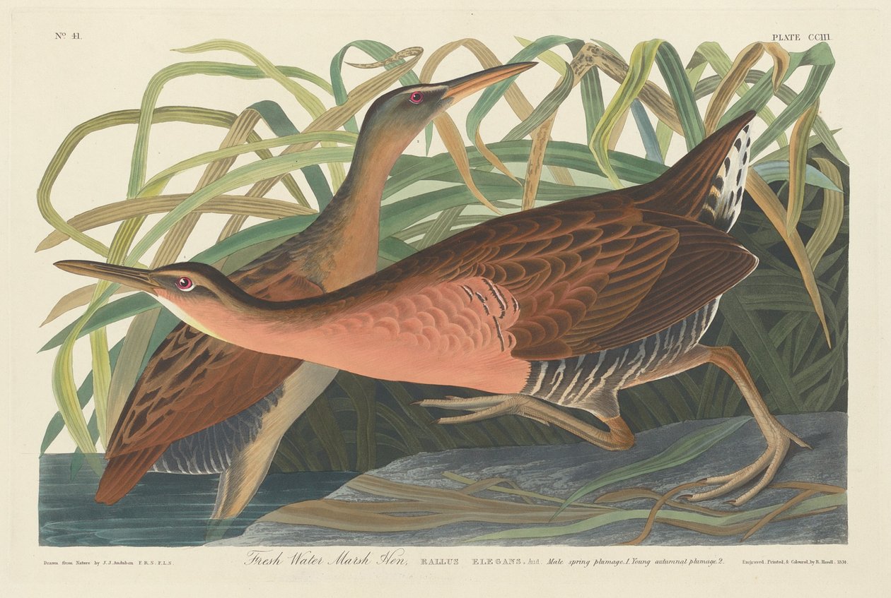 Słodkowodna Kura Bagienna autorstwa Robert Havell after John James Audubon