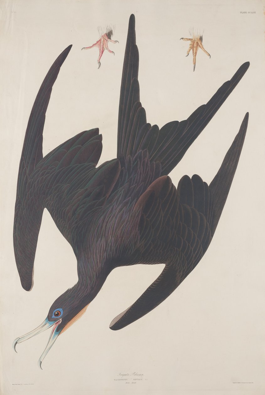 Fregata Pelikan autorstwa Robert Havell after John James Audubon