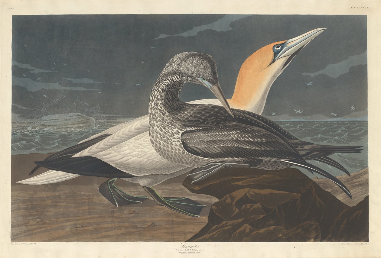 Głuptak autorstwa Robert Havell after John James Audubon