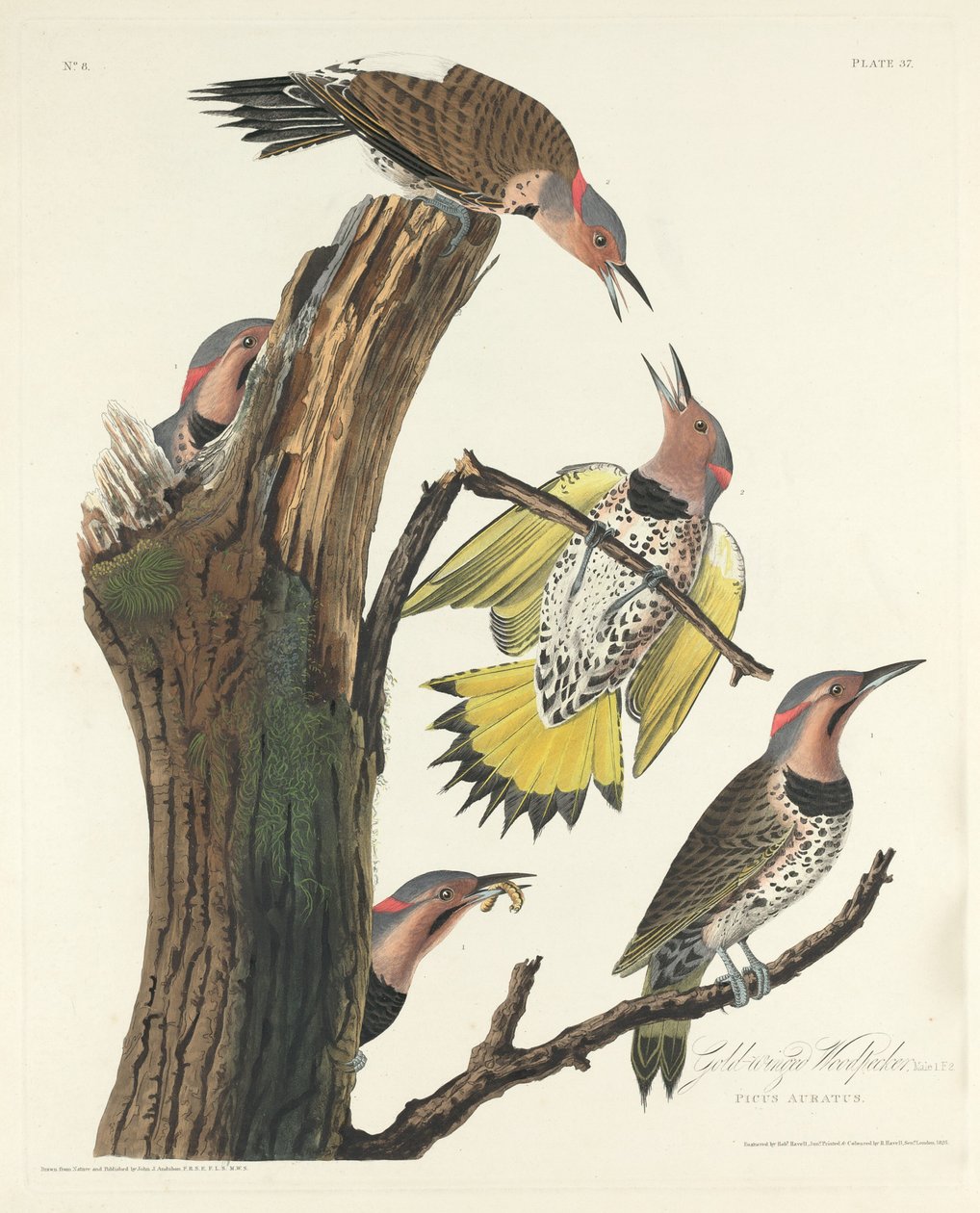 Dzięcioł Złotoskrzydły autorstwa Robert Havell after John James Audubon
