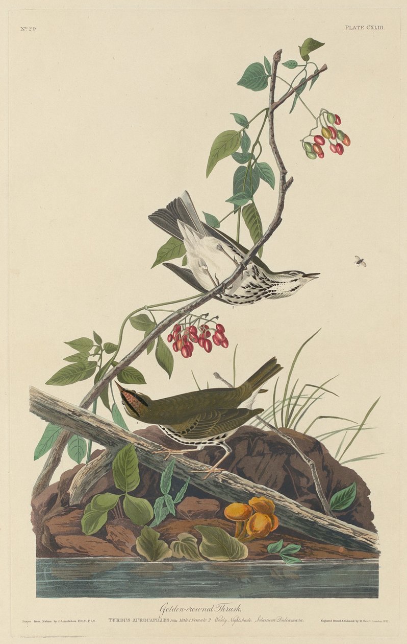 drozd złotokoronowy autorstwa Robert Havell after John James Audubon
