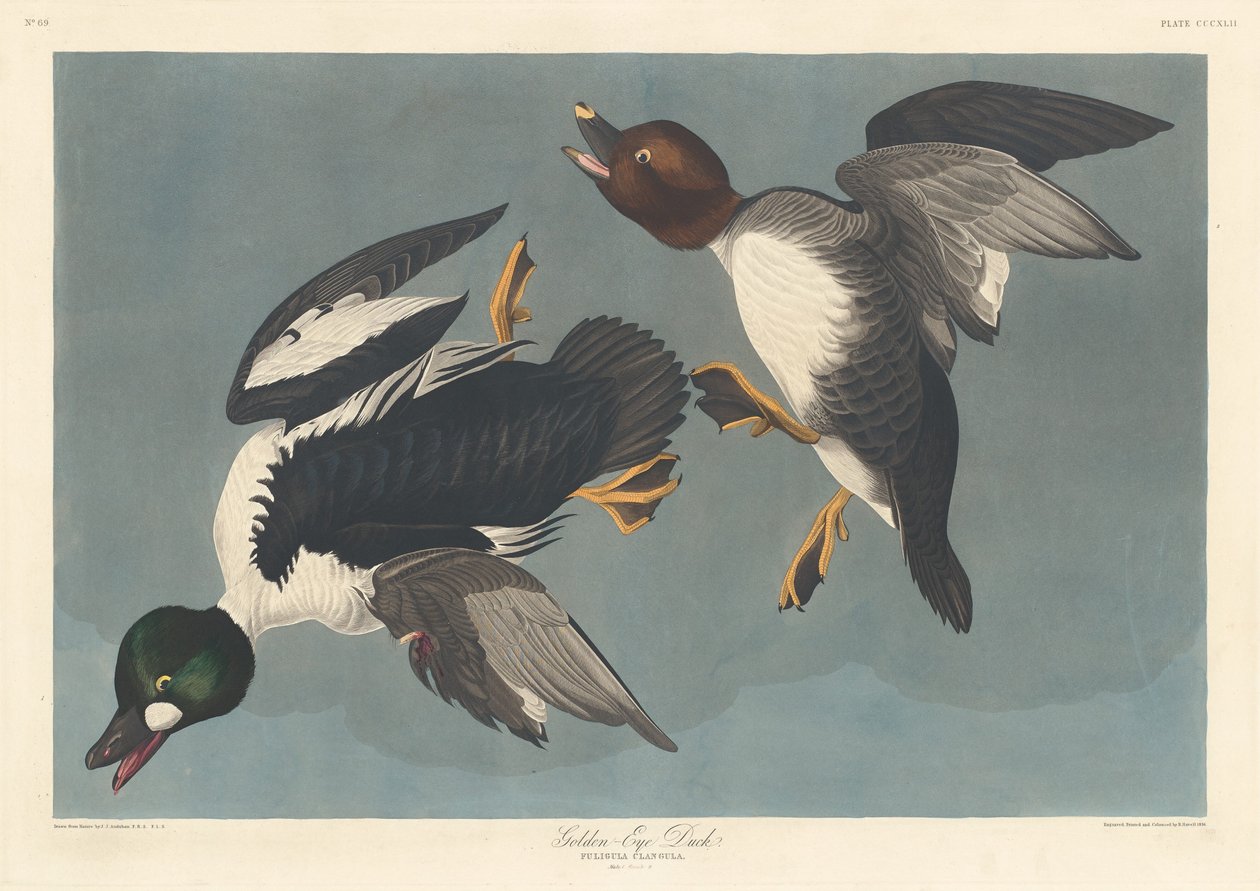 Kaczka Złotooka autorstwa Robert Havell after John James Audubon