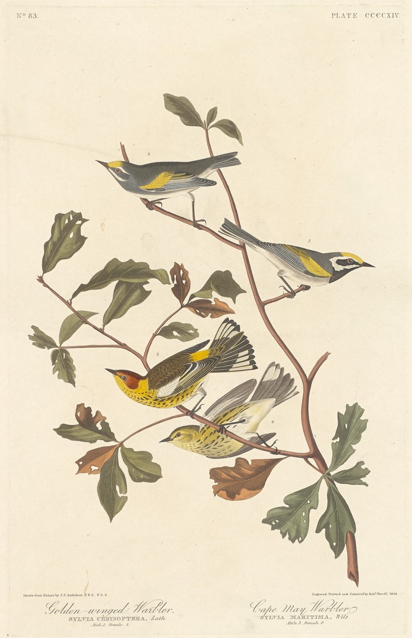 Świstówka złotoskrzydła i wodniczka Cape May autorstwa Robert Havell after John James Audubon