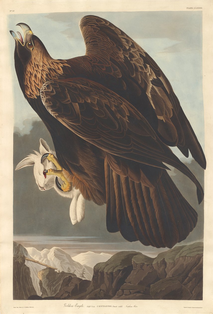 złoty Orzeł autorstwa Robert Havell after John James Audubon
