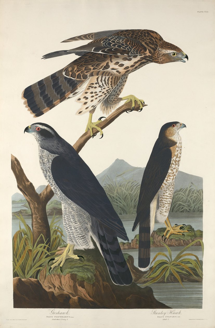 Goshawk i Stanley Hawk autorstwa Robert Havell after John James Audubon