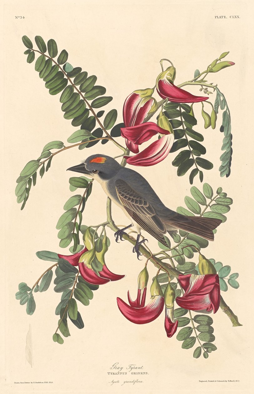 Szary Tyran autorstwa Robert Havell after John James Audubon