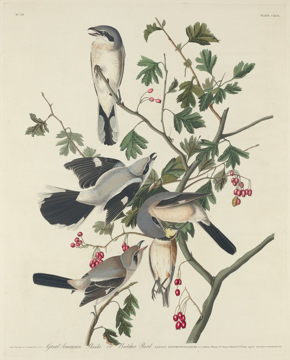 Wielki amerykański dzierzba lub ptak rzeźnik autorstwa Robert Havell after John James Audubon