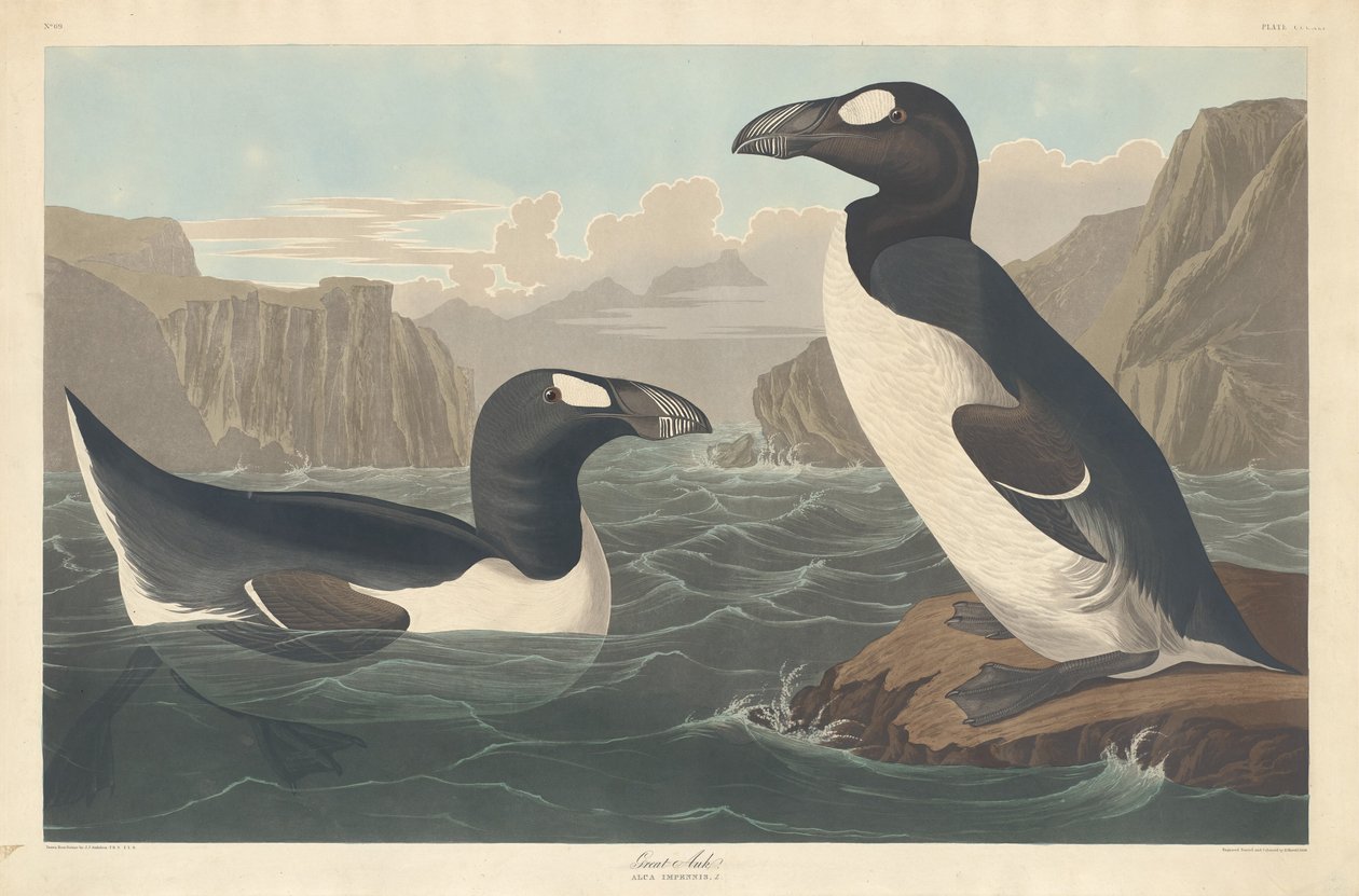 Wielki Auk autorstwa Robert Havell after John James Audubon