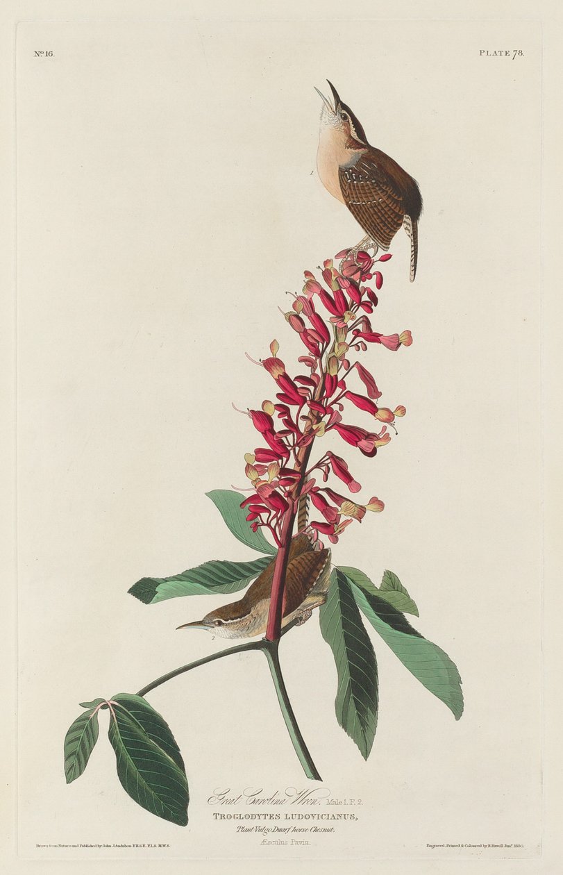 Wielka Karolina Wren autorstwa Robert Havell after John James Audubon